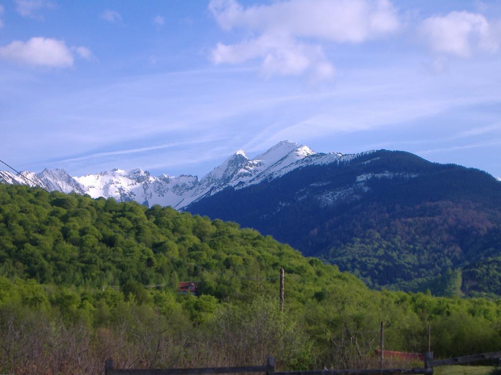 Pensiunea Arpasel Arpaşu de Sus Exterior foto